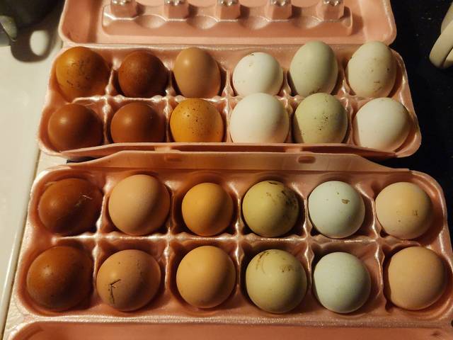 Cartons of mixed-color fresh eggs